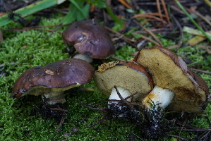  ( - FDS-CA-05417)  @11 [ ] by-nc (2024) Unspecified Fungal Diversity Survey