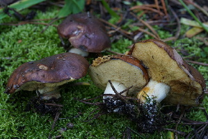  ( - FDS-CA-05417)  @11 [ ] by-nc (2024) Unspecified Fungal Diversity Survey