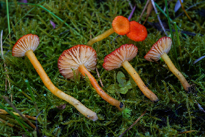  ( - FDS-CA-05418)  @11 [ ] by-nc (2024) Unspecified Fungal Diversity Survey