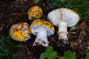  ( - FDS-CA-05885)  @11 [ ] by-nc (2024) Dean Lyons Fungal Diversity Survey