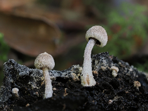  (Asterophora sp. parasitica-PNW01 - FDS-CA-06760)  @11 [ ] by (2024) Justin Paulin Fungal Diversity Survey