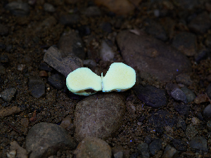  ( - FDS-CA-06763)  @11 [ ] by (2024) Justin Paulin Fungal Diversity Survey