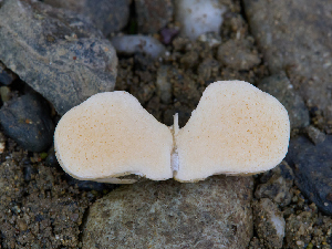  (Russula sp. AZ Gymno - FDS-CA-06763)  @11 [ ] by (2024) Justin Paulin Fungal Diversity Survey