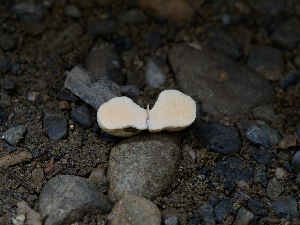  ( - FDS-CA-06763)  @11 [ ] by (2024) Justin Paulin Fungal Diversity Survey