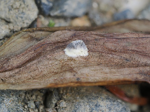  ( - FDS-CA-06765)  @11 [ ] by (2024) Justin Paulin Fungal Diversity Survey
