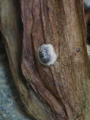  ( - FDS-CA-06765)  @11 [ ] by (2024) Justin Paulin Fungal Diversity Survey