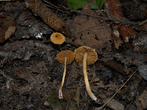  (Pholiotina sp. PNW08 - FDS-CA-06766)  @11 [ ] by (2024) Justin Paulin Fungal Diversity Survey