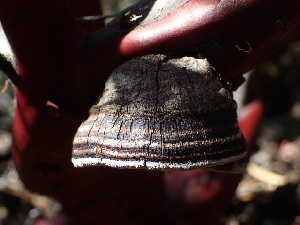  ( - FDS-CA-07684)  @11 [ ] by-nc (2024) Sadie Hickey Fungal Diversity Survey