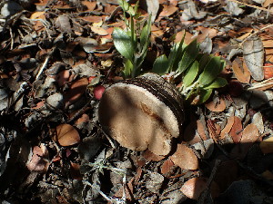  ( - FDS-CA-07684)  @11 [ ] by-nc (2024) Sadie Hickey Fungal Diversity Survey