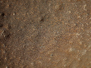  ( - FDS-CA-07684)  @11 [ ] by-nc (2024) Sadie Hickey Fungal Diversity Survey