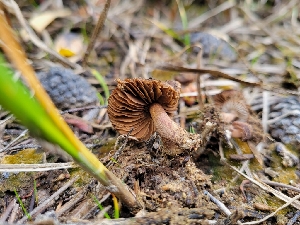  ( - FDS-CA-06208)  @11 [ ] by-nc (2024) Harte Singer Fungal Diversity Survey
