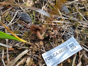  ( - FDS-CA-06208)  @11 [ ] by-nc (2024) Harte Singer Fungal Diversity Survey