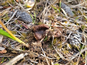  ( - FDS-CA-06208)  @11 [ ] by-nc (2024) Harte Singer Fungal Diversity Survey