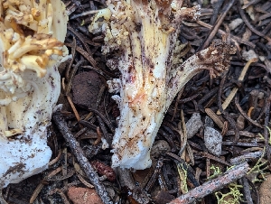  ( - FDS-CA-05264)  @11 [ ] c (2024) Andrew Claassen Fungal Diversity Survey