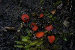  (Scutellinia sp. IN14 - FDS-CA-05432)  @11 [ ] by-nc (2024) Unspecified Fungal Diversity Survey