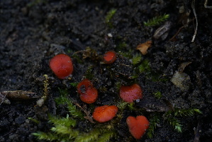  ( - FDS-CA-05432)  @11 [ ] by-nc (2024) Unspecified Fungal Diversity Survey