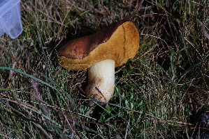  ( - FDS-CA-05429)  @11 [ ] by-nc (2024) Unspecified Fungal Diversity Survey