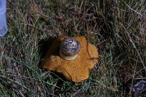  ( - FDS-CA-05429)  @11 [ ] by-nc (2024) Unspecified Fungal Diversity Survey