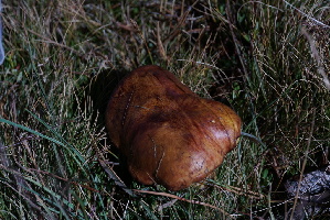  ( - FDS-CA-05429)  @11 [ ] by-nc (2024) Unspecified Fungal Diversity Survey