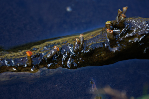  ( - FDS-CA-05462)  @11 [ ] by-nc (2024) Unspecified Fungal Diversity Survey