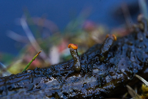  ( - FDS-CA-05462)  @11 [ ] by-nc (2024) Unspecified Fungal Diversity Survey