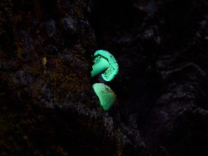  ( - FDS-CA-06772)  @11 [ ] by (2024) Justin Paulin Fungal Diversity Survey