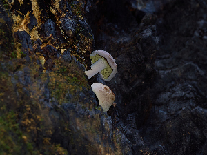  ( - FDS-CA-06772)  @11 [ ] by (2024) Justin Paulin Fungal Diversity Survey