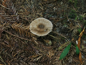  (Pluteus cervinus - FDS-CA-06771)  @11 [ ] by (2024) Justin Paulin Fungal Diversity Survey