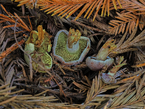  ( - FDS-CA-06772)  @11 [ ] by (2024) Justin Paulin Fungal Diversity Survey