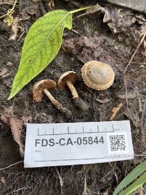  ( - FDS-CA-05844)  @11 [ ] by-nc (2024) Dean Lyons Fungal Diversity Survey
