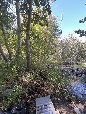  ( - FDS-CA-05844)  @11 [ ] by-nc (2024) Dean Lyons Fungal Diversity Survey