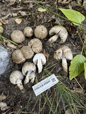  ( - FDS-CA-05845)  @11 [ ] by-nc (2024) Dean Lyons Fungal Diversity Survey