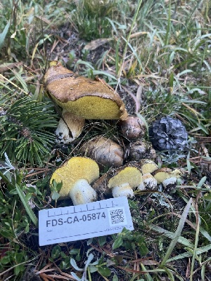  ( - FDS-CA-05874)  @11 [ ] by-nc (2024) Dean Lyons Fungal Diversity Survey