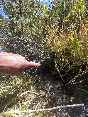  ( - FDS-CA-05862)  @11 [ ] by-nc (2024) Dean Lyons Fungal Diversity Survey
