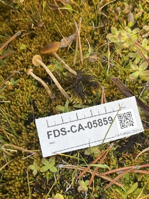  ( - FDS-CA-05859)  @11 [ ] by-nc (2024) Dean Lyons Fungal Diversity Survey