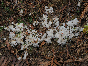  ( - FDS-CA-06774)  @11 [ ] by (2024) Justin Paulin Fungal Diversity Survey