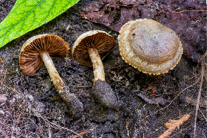  ( - FDS-CA-05844)  @11 [ ] by-nc (2024) Dean Lyons Fungal Diversity Survey