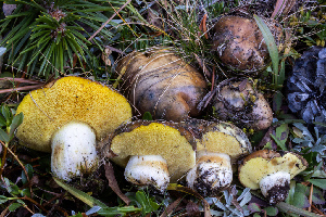  ( - FDS-CA-05874)  @11 [ ] by-nc (2024) Dean Lyons Fungal Diversity Survey