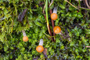  ( - FDS-CA-05862)  @11 [ ] by-nc (2024) Dean Lyons Fungal Diversity Survey