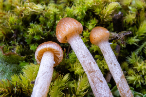  ( - FDS-CA-05862)  @11 [ ] by-nc (2024) Dean Lyons Fungal Diversity Survey
