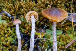  ( - FDS-CA-05859)  @11 [ ] by-nc (2024) Dean Lyons Fungal Diversity Survey