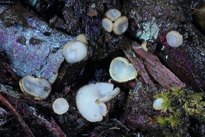  ( - FDS-CA-05080)  @11 [ ] by-nc (2024) Taye Bright Fungal Diversity Survey