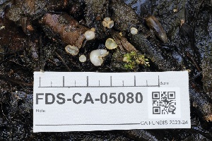  ( - FDS-CA-05080)  @11 [ ] by-nc (2024) Taye Bright Fungal Diversity Survey