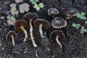  (Inocybe sp. CA78 - FDS-CA-05081)  @11 [ ] by-nc (2024) Taye Bright Fungal Diversity Survey