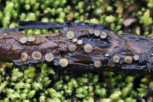  ( - FDS-CA-06598)  @11 [ ] by-nc (2024) Taye Bright Fungal Diversity Survey