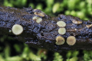  ( - FDS-CA-06598)  @11 [ ] by-nc (2024) Taye Bright Fungal Diversity Survey