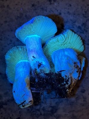  ( - FDS-CA-06595)  @11 [ ] by-nc (2024) Taye Bright Fungal Diversity Survey