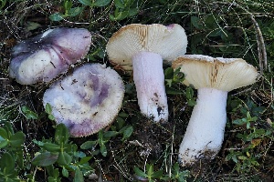  ( - FDS-CA-06595)  @11 [ ] by-nc (2024) Taye Bright Fungal Diversity Survey
