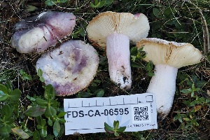  ( - FDS-CA-06595)  @11 [ ] by-nc (2024) Taye Bright Fungal Diversity Survey