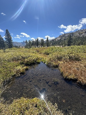  ( - FDS-CA-06590)  @11 [ ] by-nc (2024) Taye Bright Fungal Diversity Survey